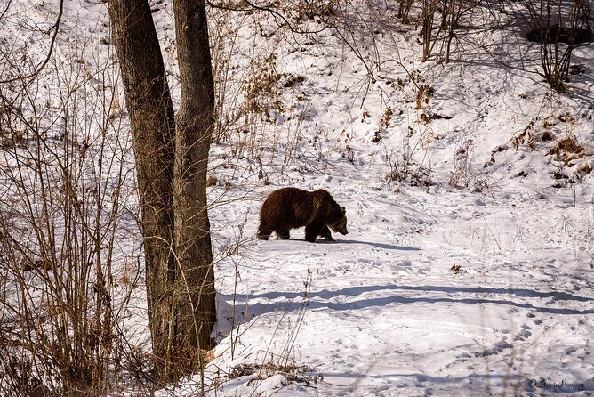Meet the Bears & Visit Dracula Castle Day Tour from Bucharest - An In-Depth Look at the Tour Experience