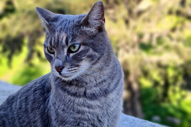 Meet the Cats of Acropolis and Thissio Private Tour - What This Tour Offers: A Deep Dive into the Itinerary