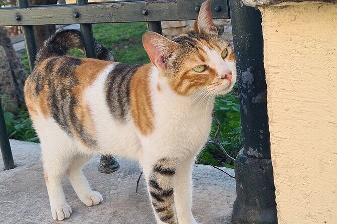 Meet the Cats of Acropolis and Thissio Private Tour - The Practicalities: What You Need to Know