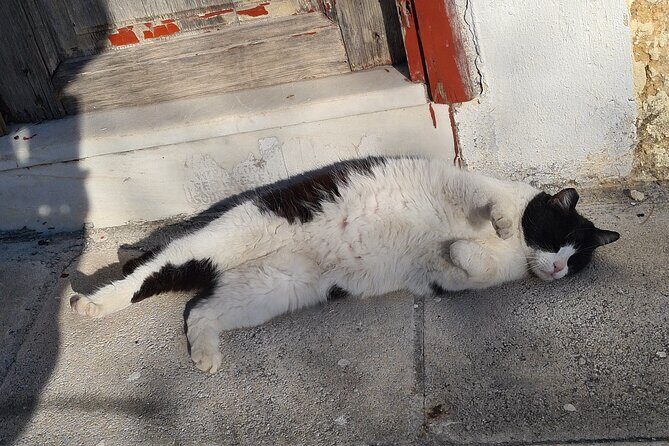 Meet the Cats of Acropolis and Thissio Private Tour - Who Is This Tour Best For?