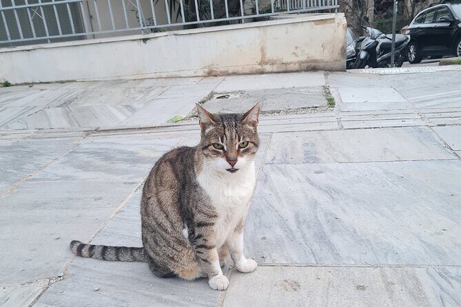 Meet the Cats of Acropolis and Thissio Private Tour - FAQ