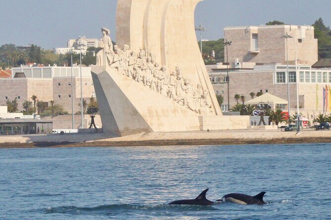 Meet the Lisbon Dolphins - Dolphin Watching in Lisbon - The Value of the Tour