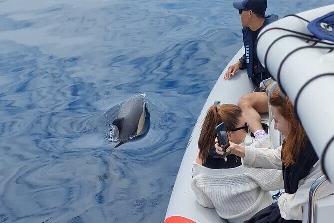 Meet the Lisbon Dolphins - Dolphin Watching in Lisbon - Who Will Love This Tour?