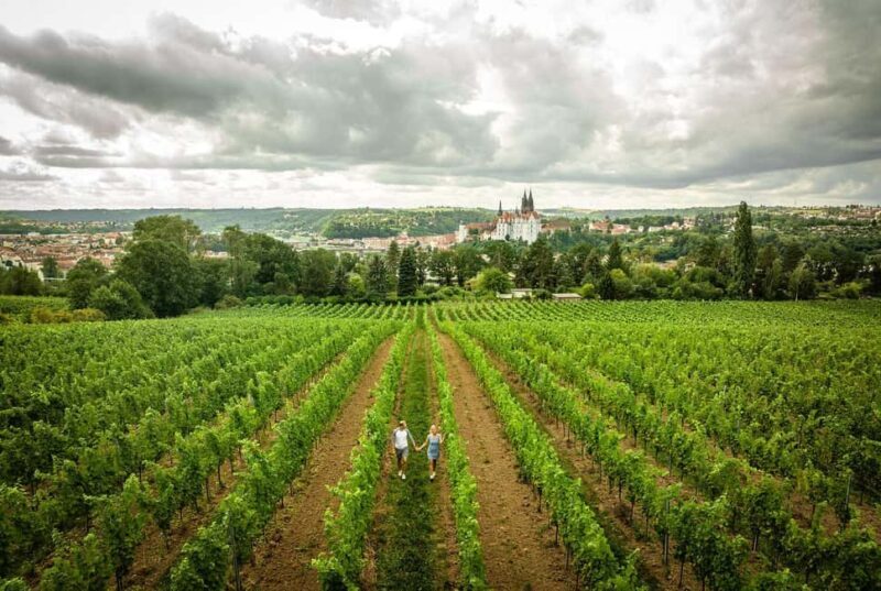 Meißen: Wine hike in the Proschwitzer vineyards including a 3-part wine tasting - Discovering the Meissen Vineyards: What to Expect