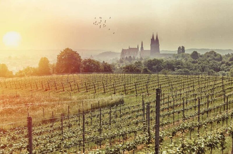 Meißen: Wine hike to the Rothes Gut winery, including a tasting of 3 wines - The Experience: What You Can Expect from This Wine Hike