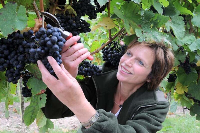 Meissen: Wine hike in the Spaargebirge including 3 wine tastings - How It Compares With Other Experiences