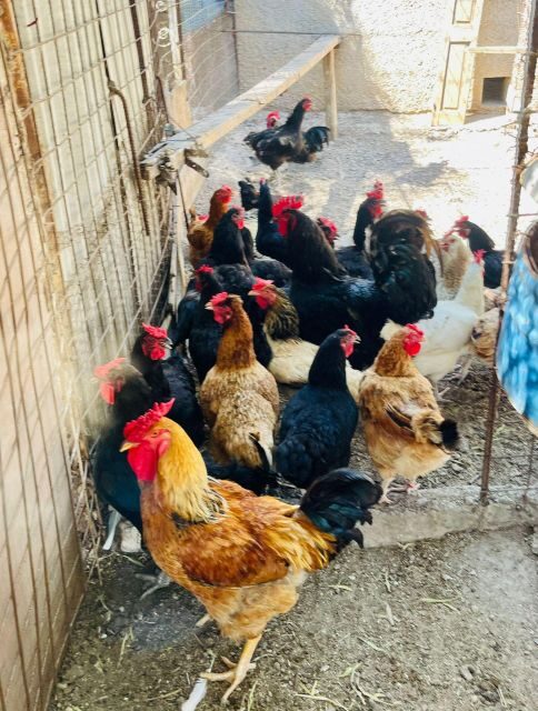 Melanes: Naxos Perivoli Farm & Cooking Class with Wood Fire - FAQ