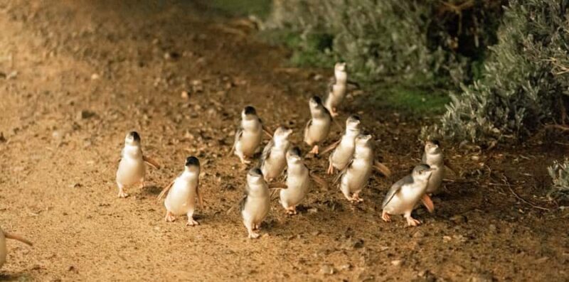 Melbourne: Boutique Phillip Island Wine, Dine & Penguin Tour - FAQs