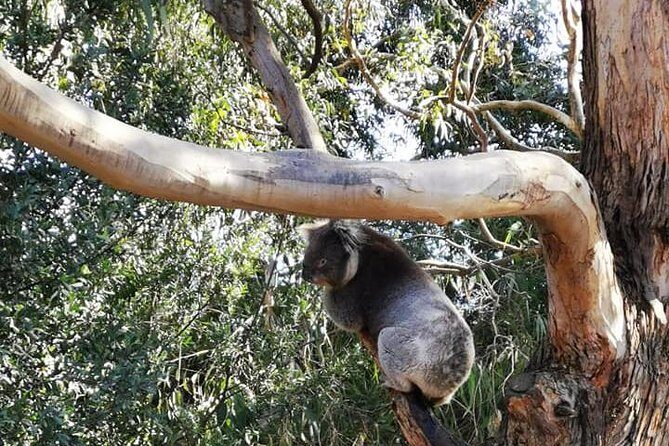 Melbourne Combo: Great Ocean Road Day Trip and Phillip Island Day Trip from Melbourne - Day 2: Wildlife & Penguins on Phillip Island