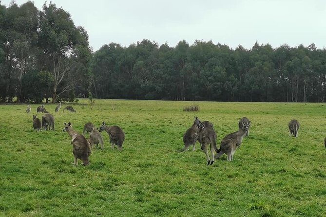 Melbourne Combo: Great Ocean Road Day Trip and Phillip Island Day Trip from Melbourne - Understanding the Logistics