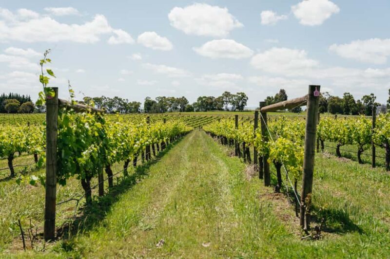 Melbourne: Full-Day Yarra Valley Wine Experience with Lunch - Key Points