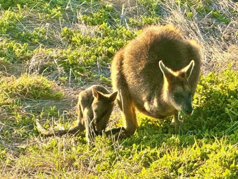 Melbourne: Great Ocean Road Reverse Tour & London Bridge - FAQs