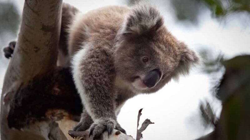 Melbourne: Moonlit Sanctuary and Brighton Beach Boxes Tour - What to Expect from the Tour