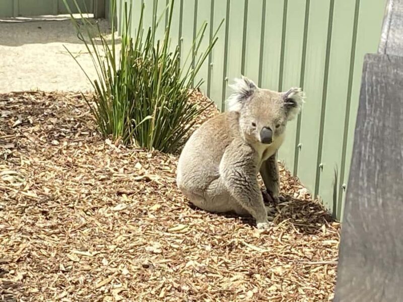 Melbourne: Moonlit Sanctuary and Brighton Beach Boxes Tour - Frequently Asked Questions