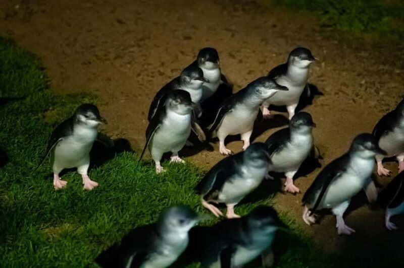Melbourne: Penguin Parade & Phillip Island Scenic Day Tour - Key Points