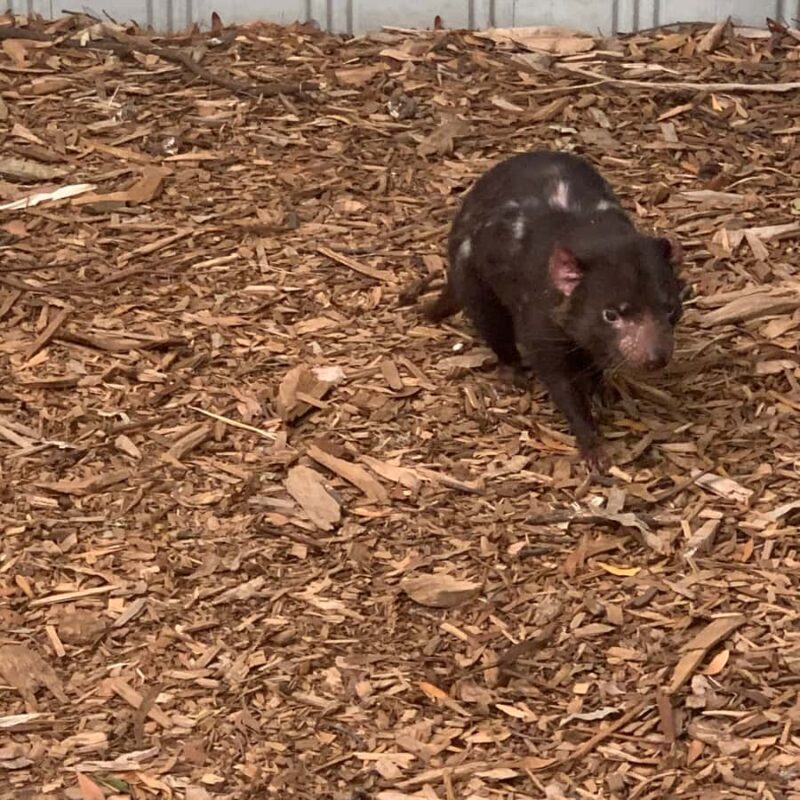 Melbourne: Phillip Island Tour & Penguin Parade - Scenic Coastline and Landmarks