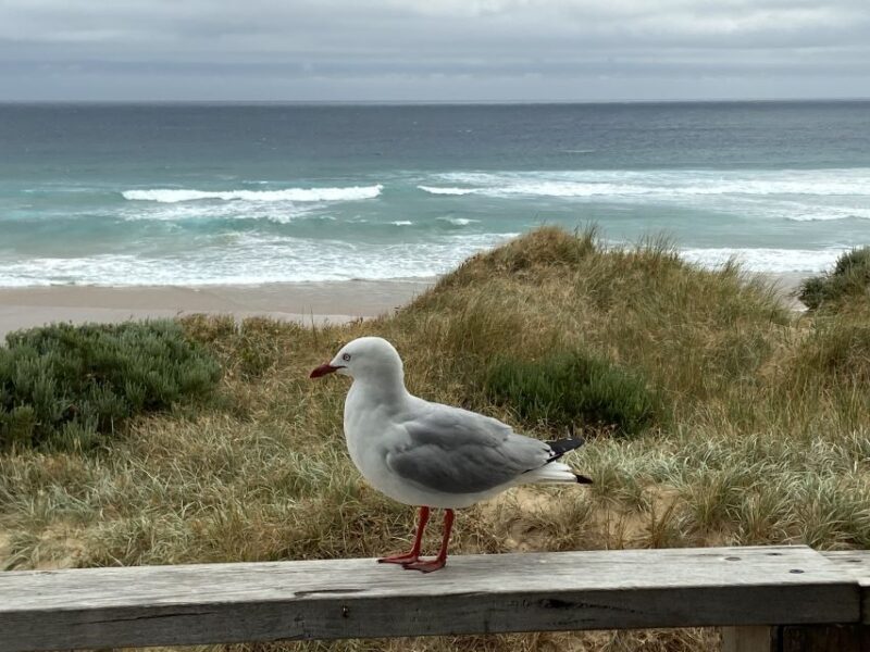 Melbourne: Phillip Island Tour & Penguin Parade - Price and Value