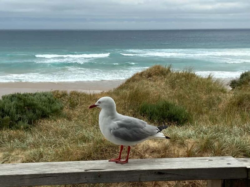 Melbourne: Phillip Island Tour & Penguin Parade - Final Thoughts