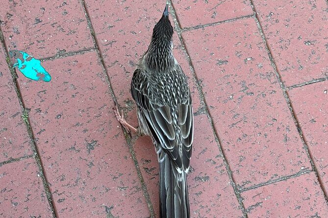 Melbourne: Private Grampian National Park Tours - The Sum Up