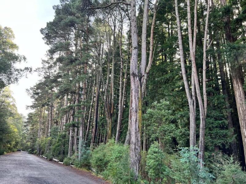 Melbourne: Private Lake Mountain Snow & Redwood Forest Tours - FAQs