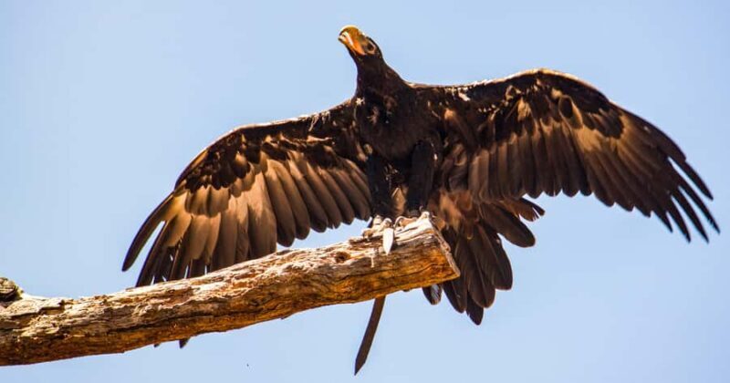 Melbourne: Puffing Billy & Healesville Sanctuary Scenic Tour - Who This Tour Is Best For