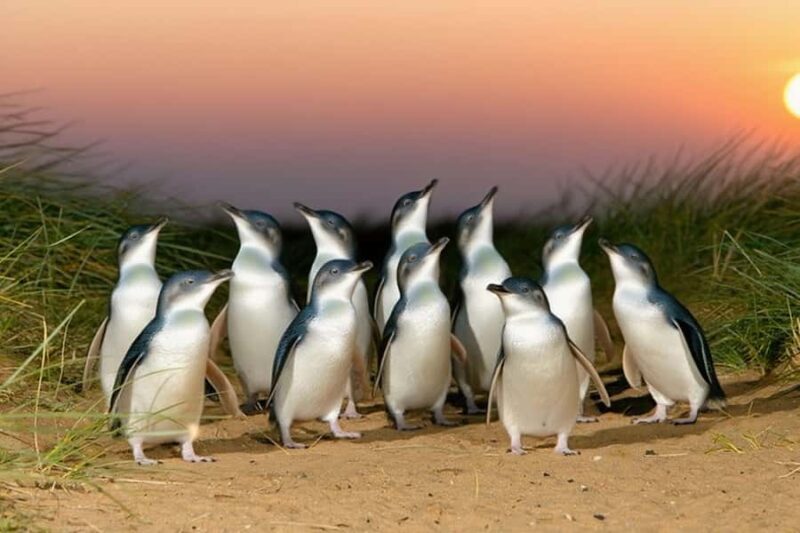 Melbourne Puffing Billy Penguin Yarra Valley Wine choc Tour - Final Thoughts