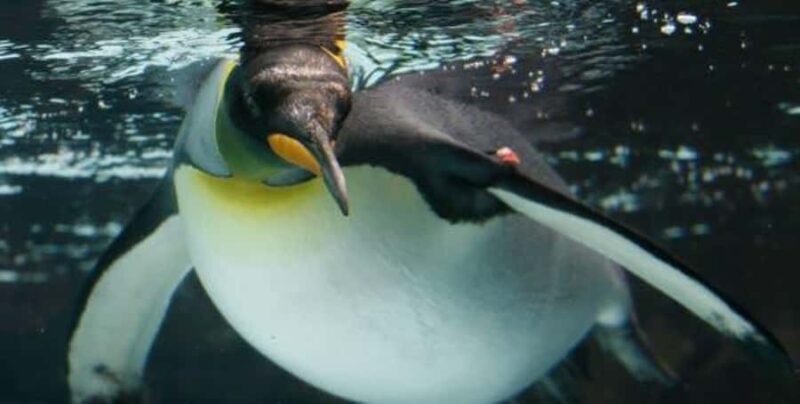 Melbourne: SEA LIFE Aquarium Entrance Ticket - Key Points