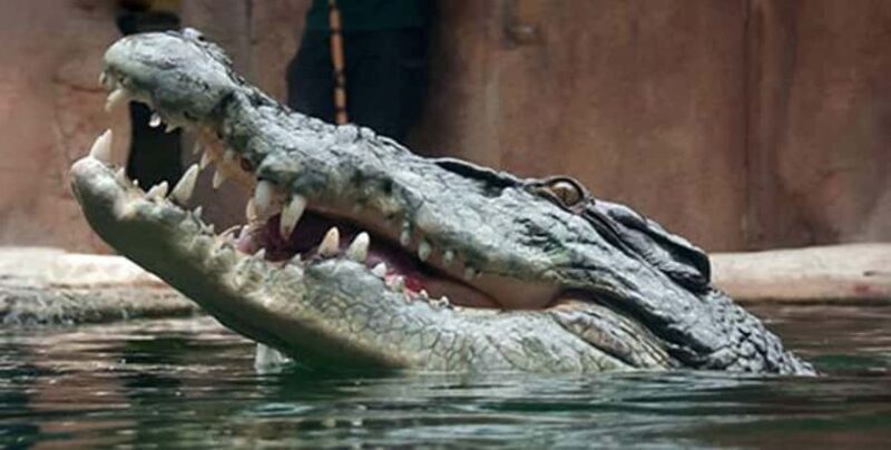 Melbourne: SEA LIFE Aquarium Entrance Ticket - FAQ