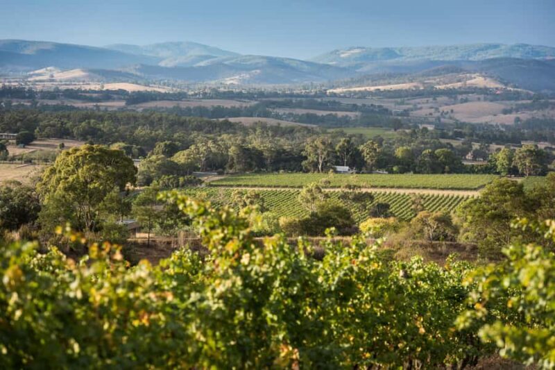 Melbourne: Yarra Valley Wine Bubbles & Kangaroos Tour - Is It Worth the Price?