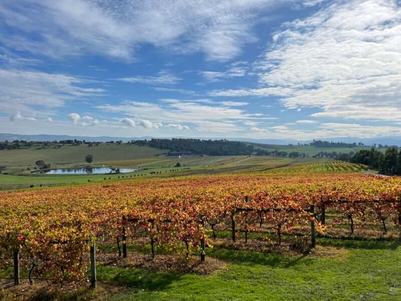 Melbourne: Yarra Valley Wine Tour + Lunch & Gin/Beer Option - Final Thoughts on the Experience