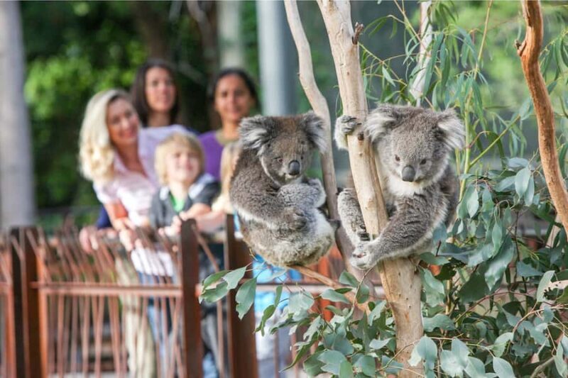 Melbourne Zoo: 1-Day Entry Ticket - Exploring Melbourne Zoo: What to Expect