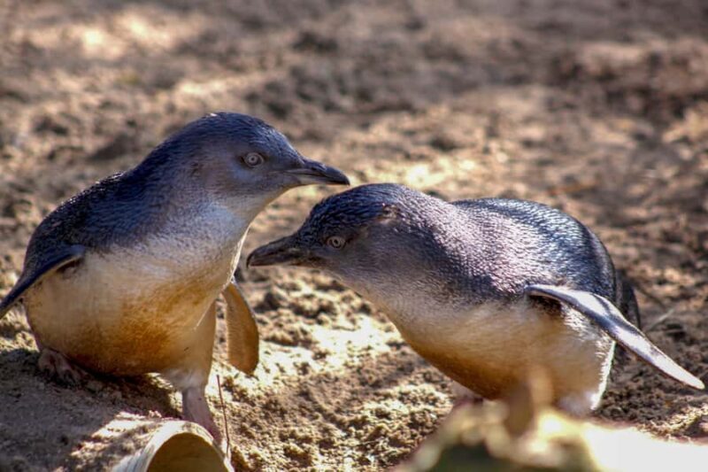 Melbourne Zoo: 1-Day Entry Ticket - Final Thoughts