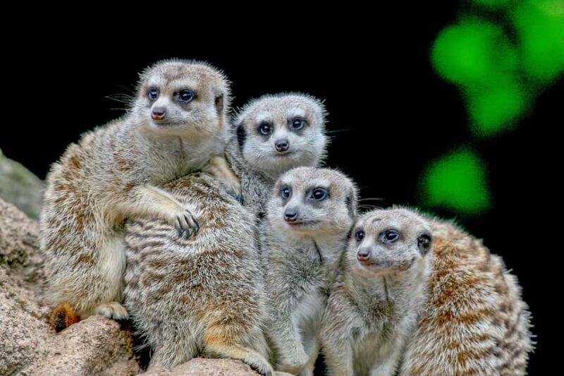 Melbourne Zoo: 1-Day Entry Ticket - FAQ