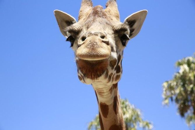 Melbourne Zoo General Entry Ticket - Exploring Melbourne Zoo: What You Can Expect