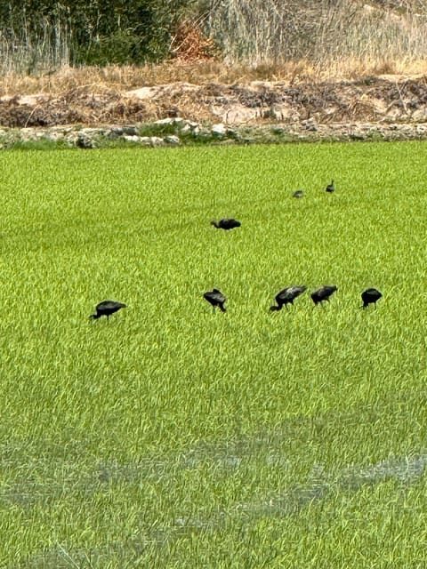 Melides: Moto 4 | Rice fields & Coastal Tour - Key Points