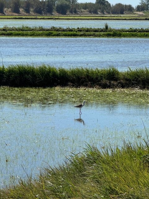 Melides: Moto 4 | Rice fields & Coastal Tour - FAQ