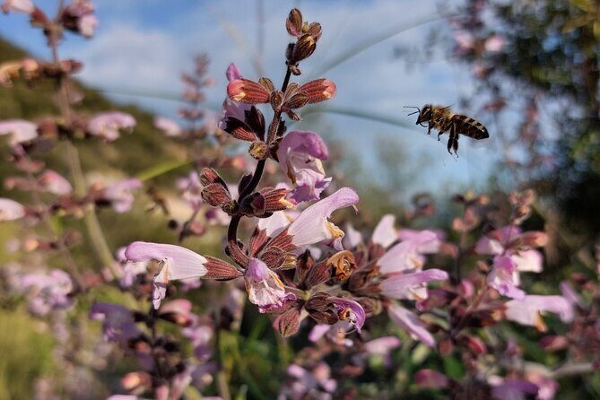 Melissini Beekeeping Experience - FAQ
