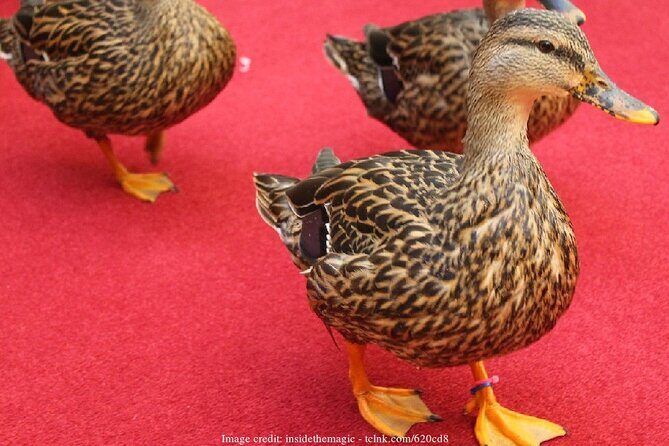 Memphis History & Heritage: Private Half-Day Walking Tour - Practical Details and What to Expect