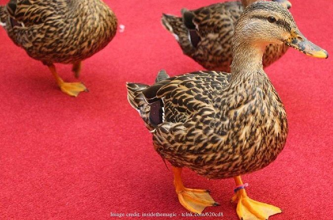 Memphis Music Scene: Private Half-Day Walking Tour - FAQ