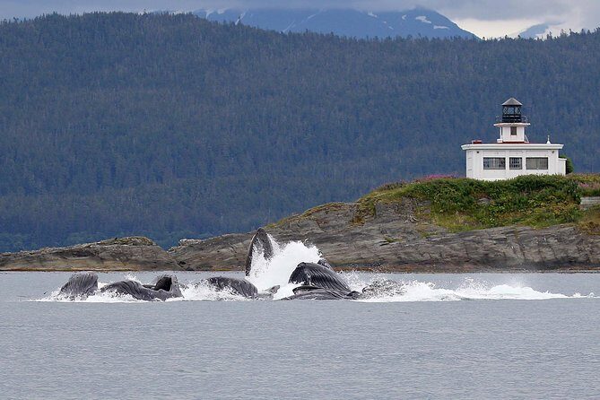 Mendenhall Glacier Visitor Center and Ultimate Whale Watch Combo - Key Points