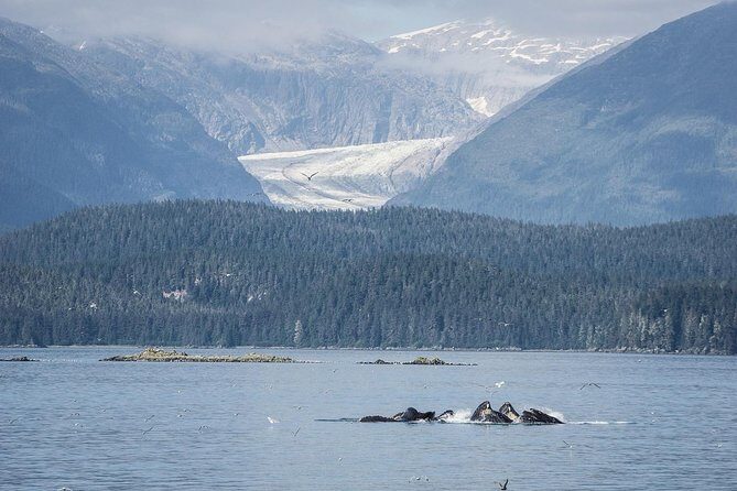 Mendenhall Glacier Visitor Center and Ultimate Whale Watch Combo - Who Should Consider This Tour?