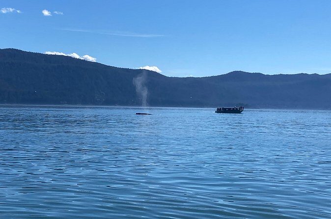 Mendenhall Glacier Waterfall and Whale Watching Tour - The Experience From a Traveler’s Perspective