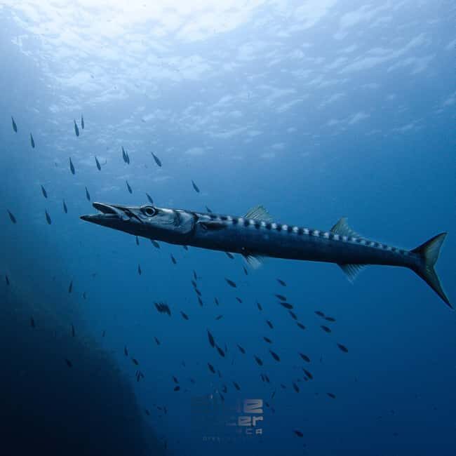 Menorca: Bautizo de buceo en aguas cristalinas con fotos - Authentic Voices from the Reviews