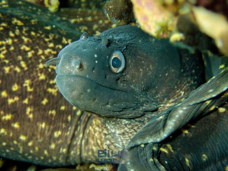 Menorca: Bautizo de buceo en aguas cristalinas con fotos - FAQ