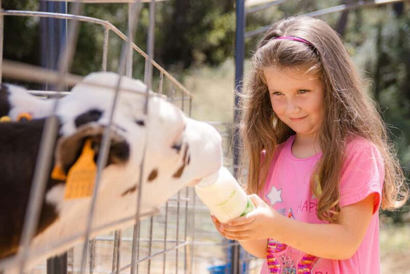 Menorca: Guided visit to the Subaida cheese factory, - An honest look at the Subaida cheese factory tour