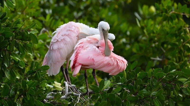 Merida: Celestun Boat Ride Mangrove Experience! Beach Time - Exploring the Tour Details