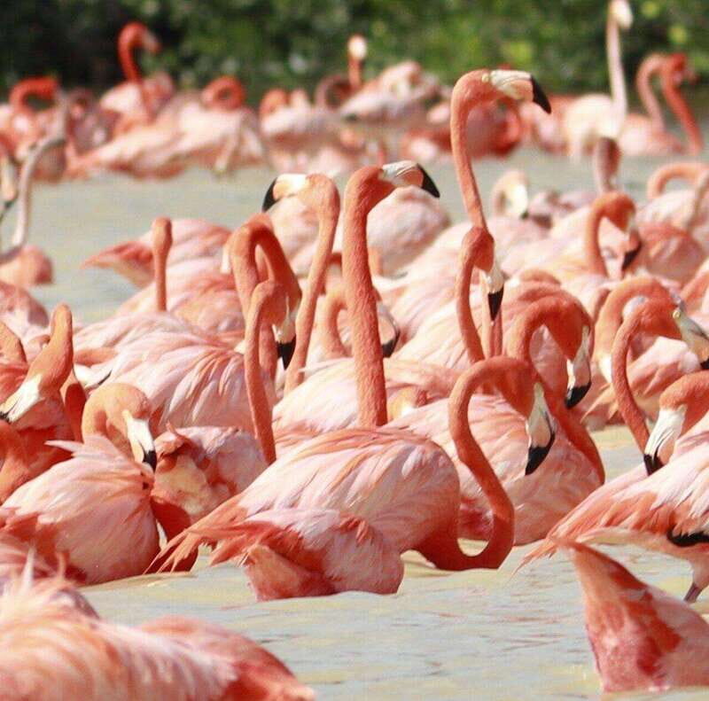 Merida: Celestun Boat Ride Mangrove Experience! Beach Time - Final Thoughts