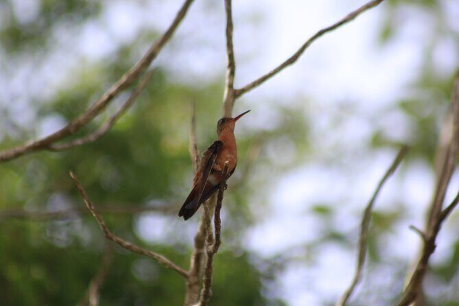 Merida Yucatan Birdwatching Activity - Final Thoughts: Is It Worth It?