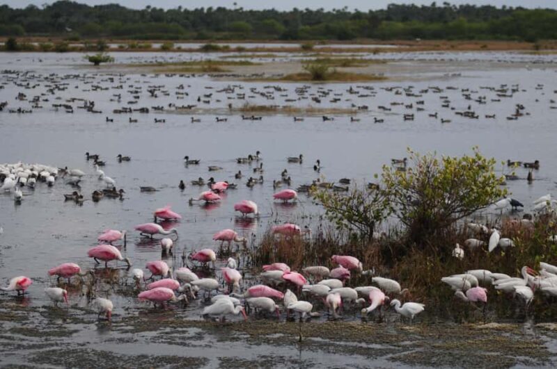 Merritt Island: 2-Hour Wildlife Boat Tour - FAQs