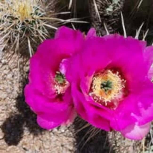 Mesa. AZ: Bulldog Canyon Off-Road Tour Scenic Superstitions - What to Expect from the Bulldog Canyon Off-Road Tour